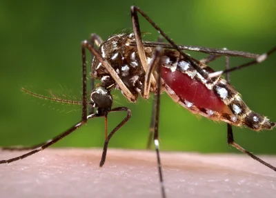 Anvisa alerta clientes sobre preço de vacina da dengue 