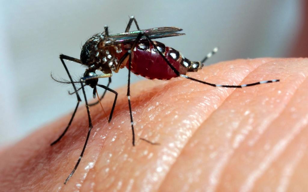 Vacina da zika é eficiente em macacos, diz estudo