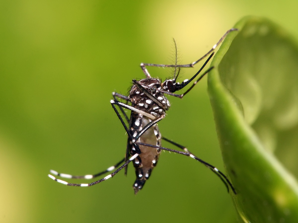 Vírus da zika é identificado em 219 pessoas na Espanha 