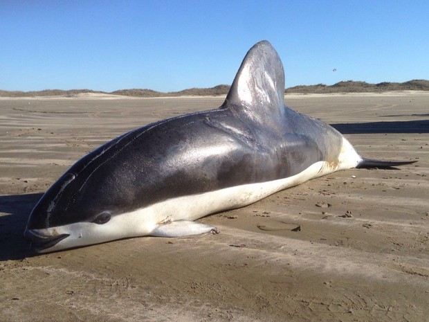 Golfinho é encontrado morto na praia do Cassino no RS