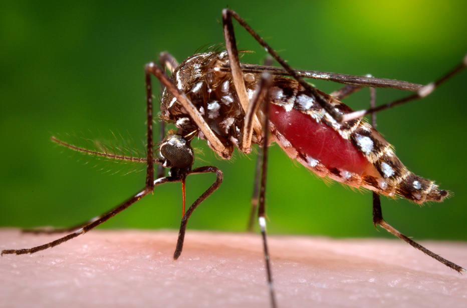 Mosquito da zika