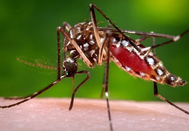 Mosquito da zika