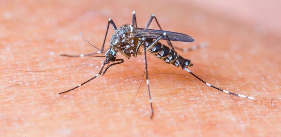 Vírus da zika
