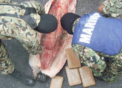 Drogas são encontradas dentro de tubarões na Costa Rica