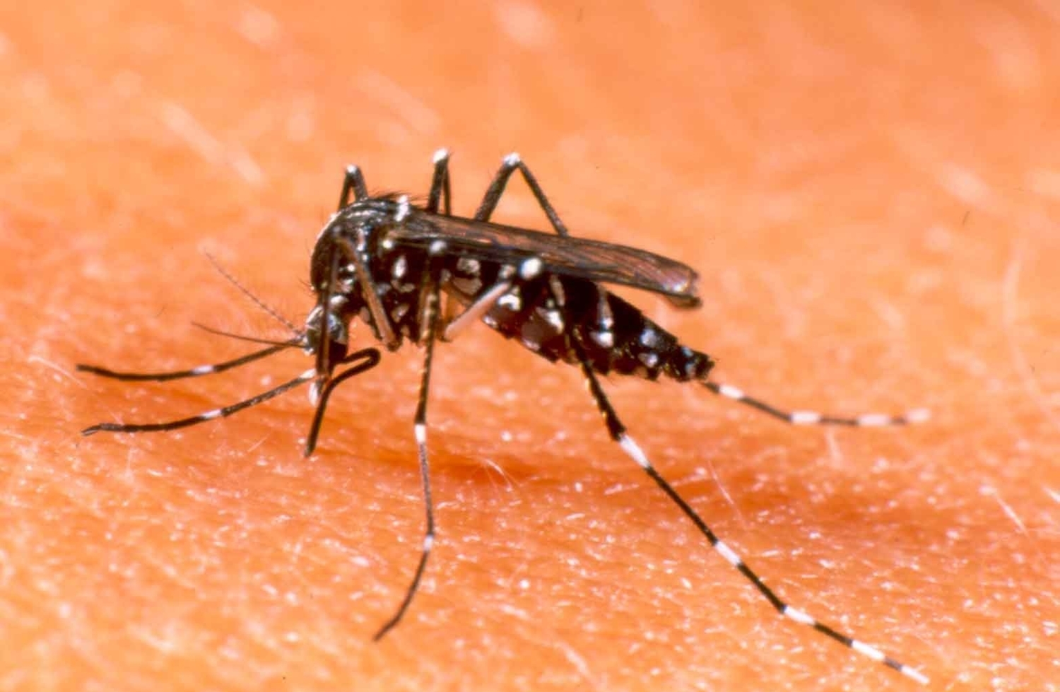Estudo revela que mosquito comum do rio não transmite zika