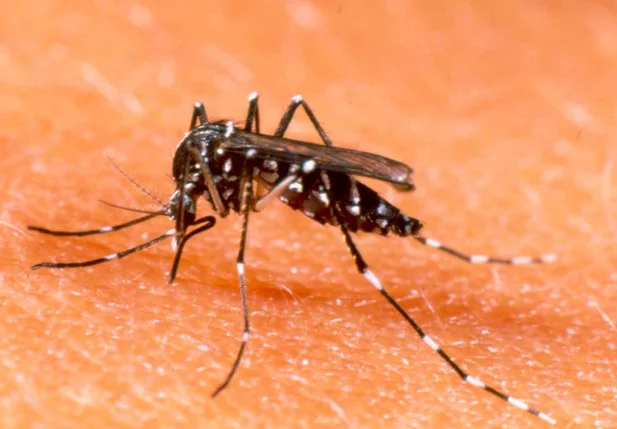 Estudo revela que mosquito comum do rio não transmite zika