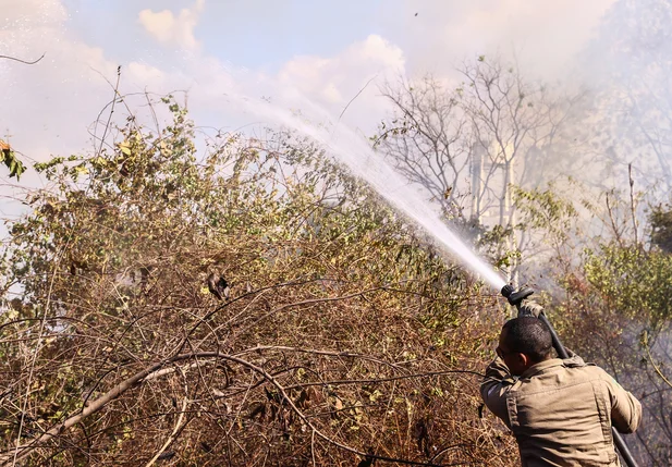 Bombeiros tentando conter o fogo em matagal 