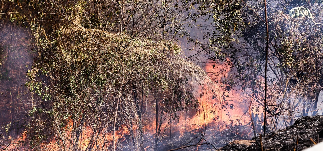 Fogo em matagal atinge BR 343 em Teresina 