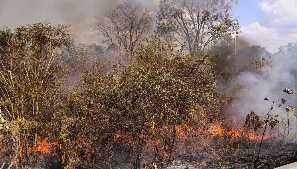 Fogo em matagal em Teresina 