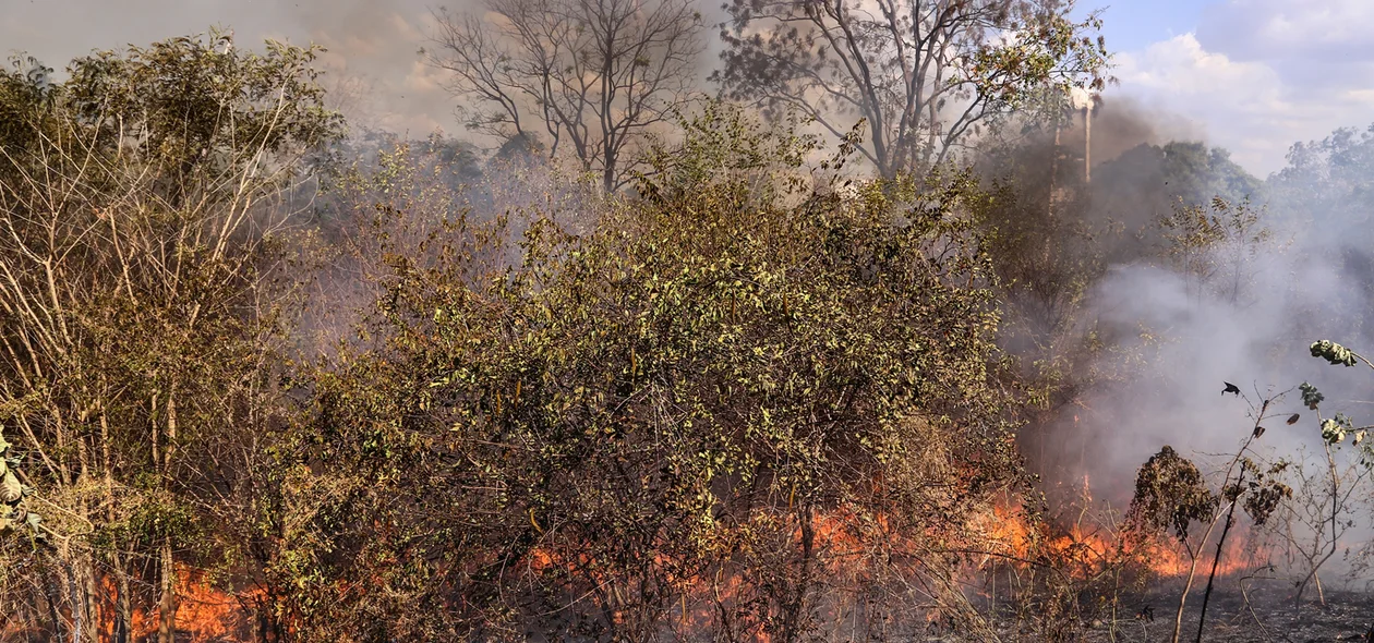 Fogo em matagal em Teresina 
