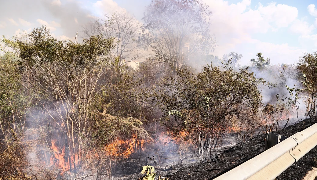 Fogo em matagal 