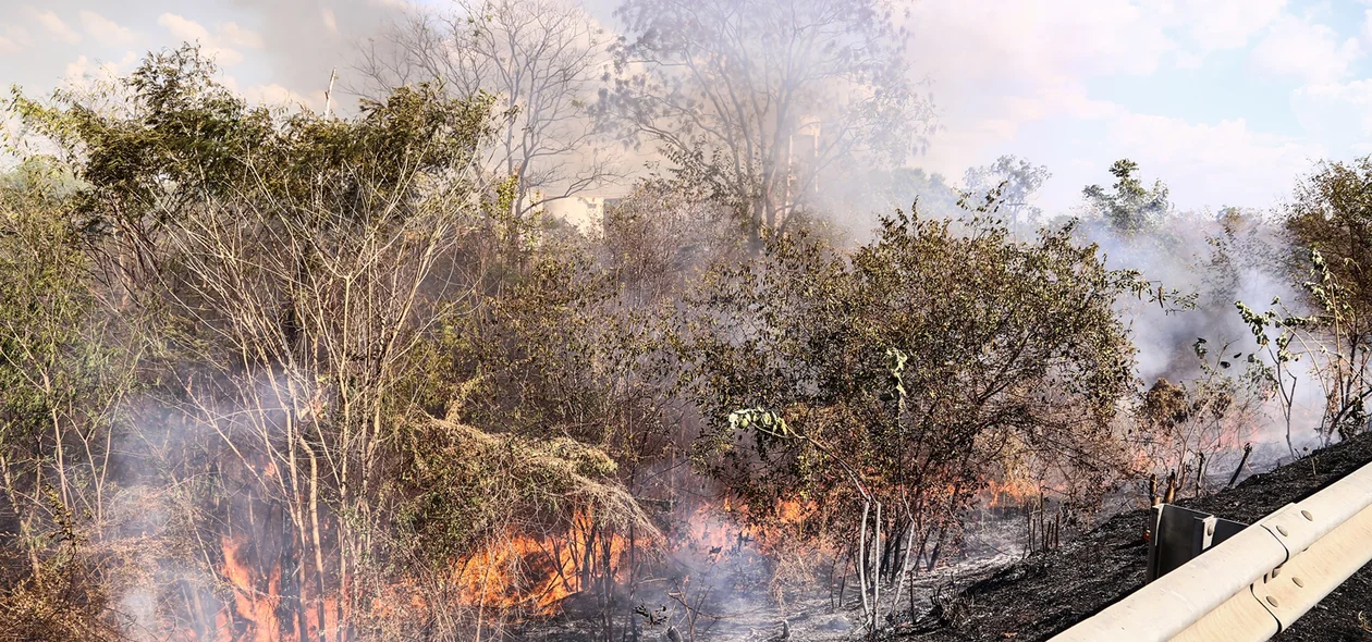 Fogo em matagal 