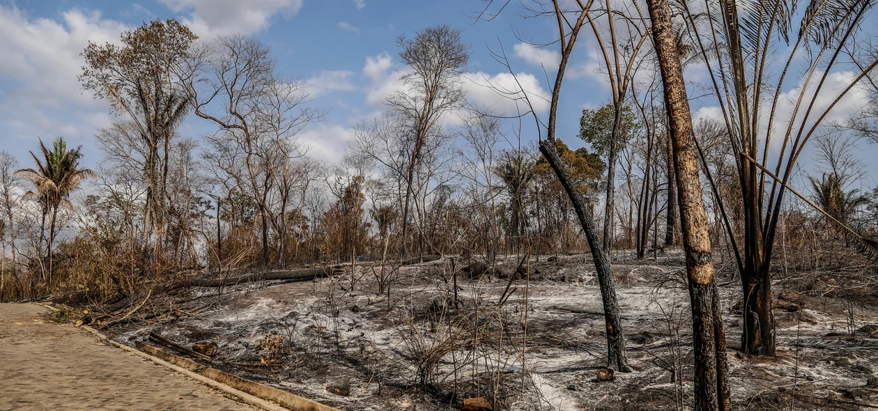 Incêndio atingiu o Parque Zoobotânico