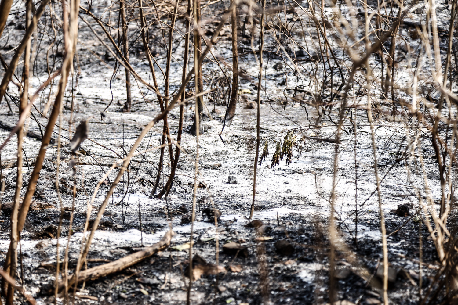 Incêndio de grande proporção atingiu o Parque Zoobotânico
