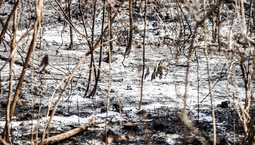 Incêndio de grande proporção atingiu o Parque Zoobotânico