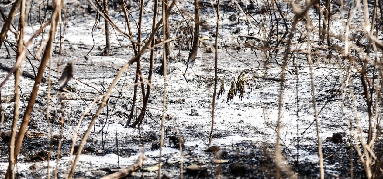 Incêndio de grande proporção atingiu o Parque Zoobotânico