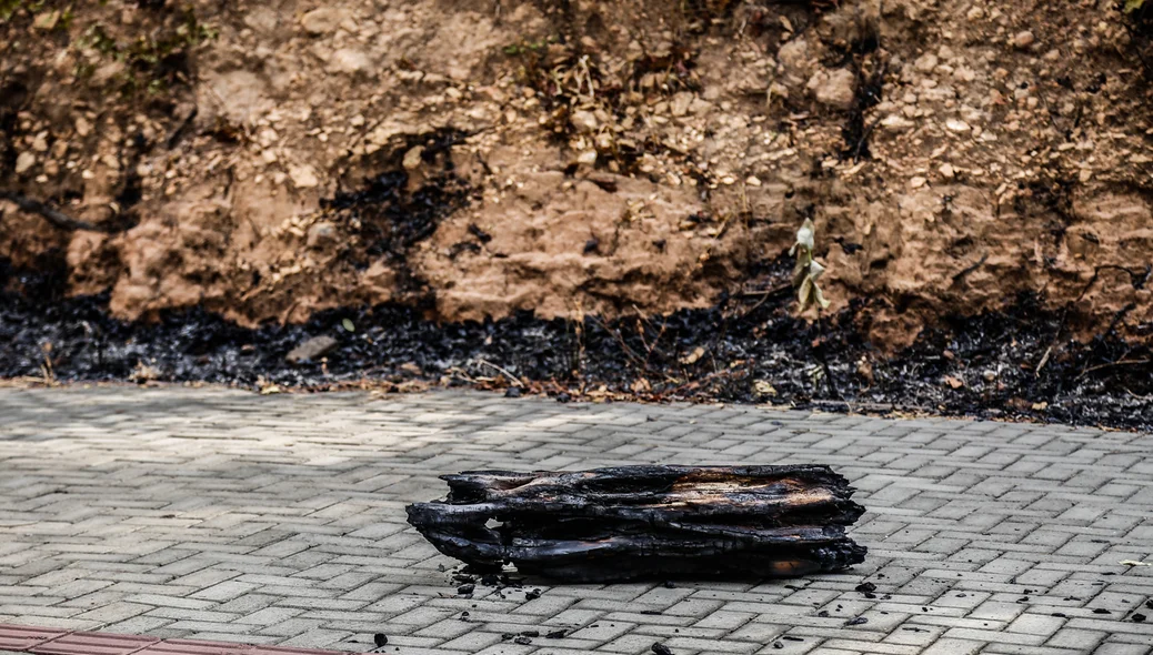 Incêndio destrói árvore no Zoobotânico em Teresina 