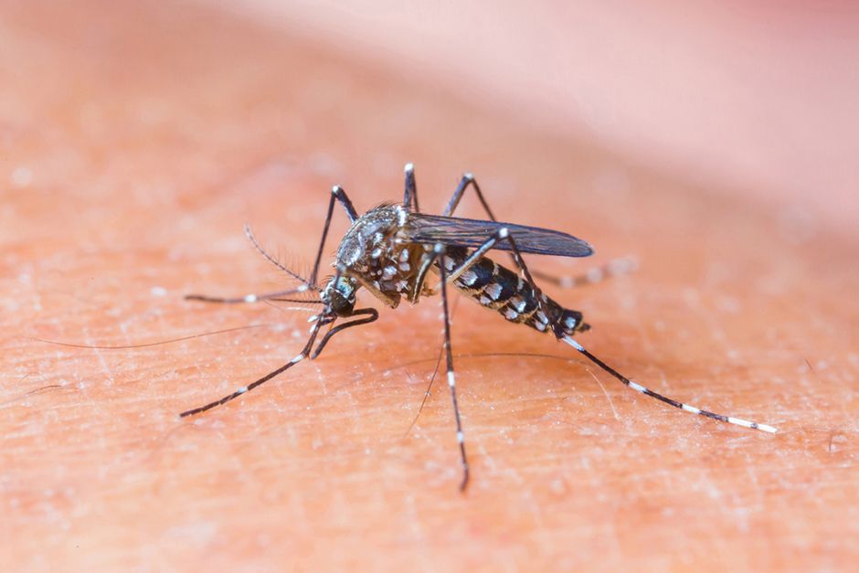 Vírus da zika