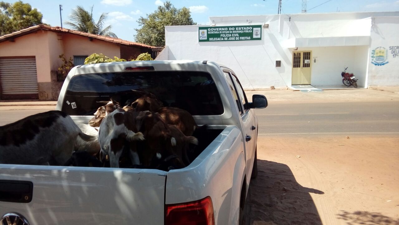 Animais apreendidos 