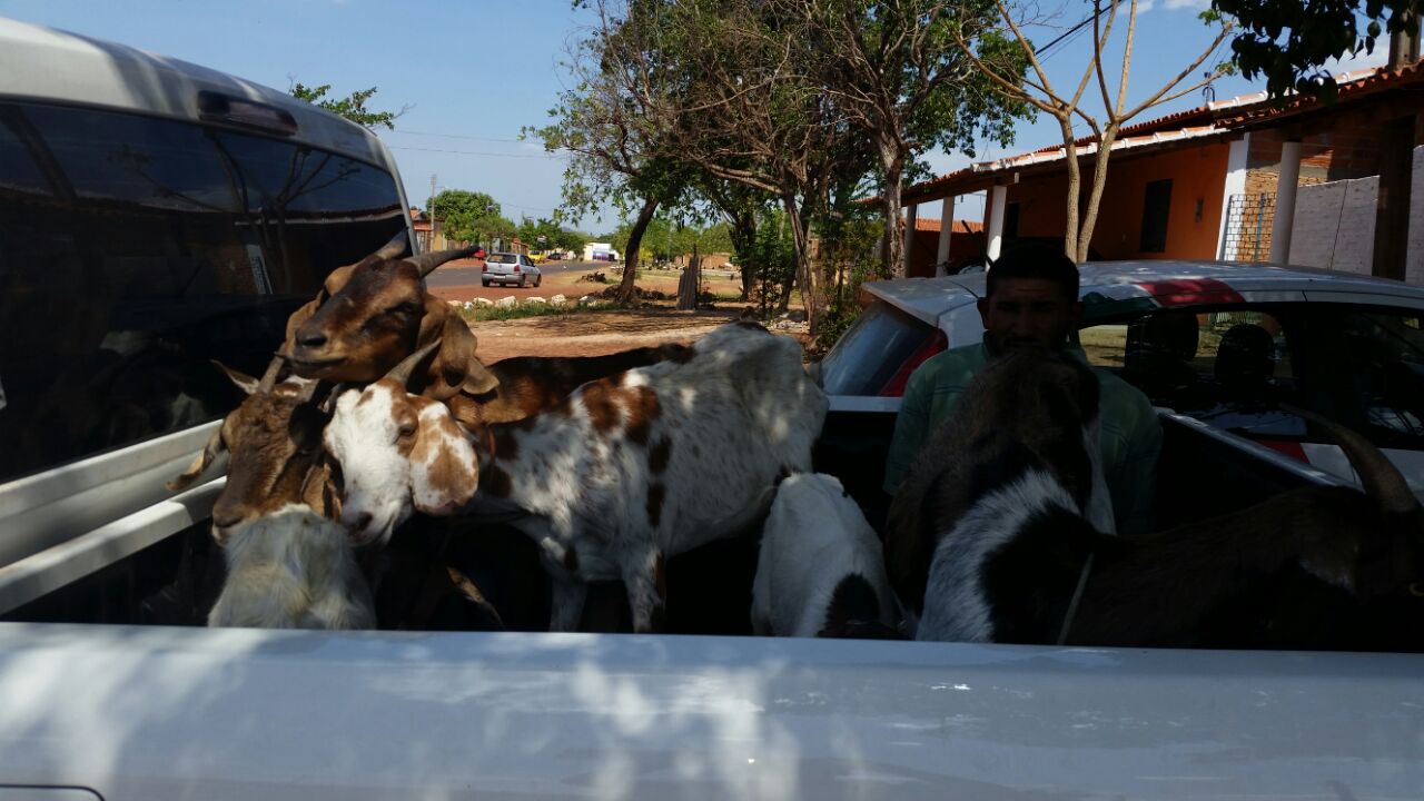 Francisco Júlio da Costa Silva preso com animais em José de Freitas