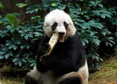 Jia Jia