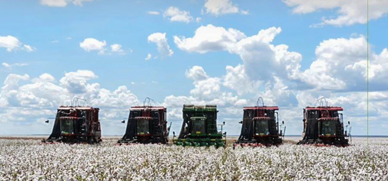 Colheita de algodão na Fazenda Progresso 