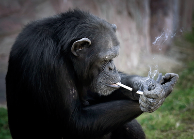 Chimpanzé Azalea