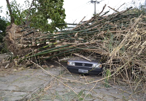 Rua fica interdita após queda de árvore na zona norte de Teresina