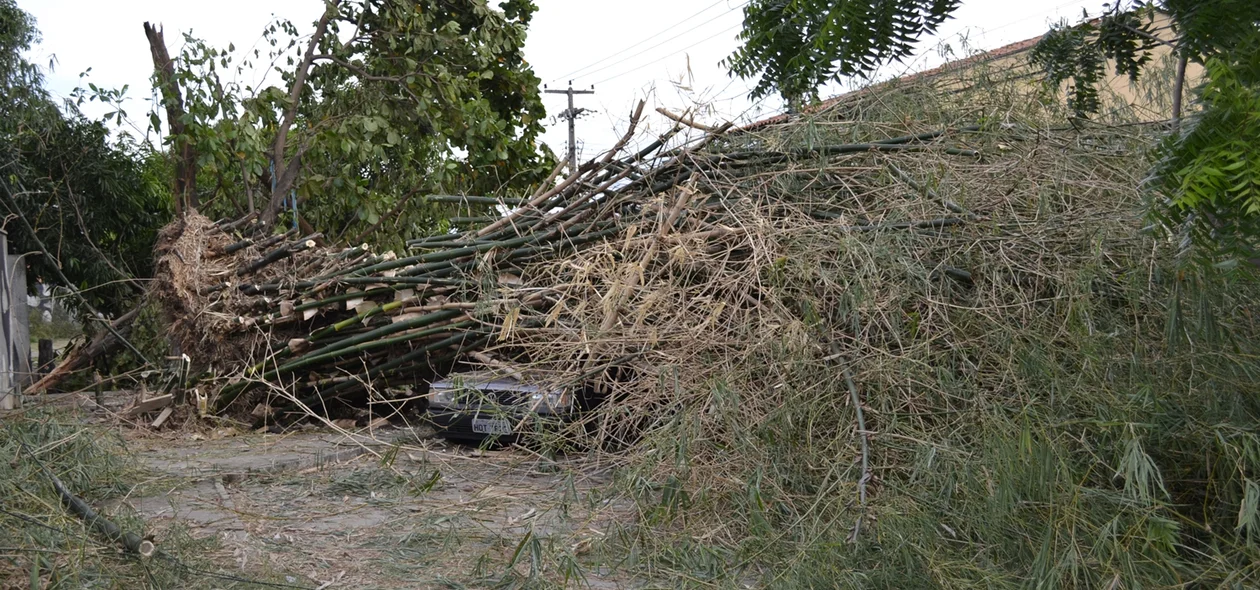 Carro foi atingido pela árvore 