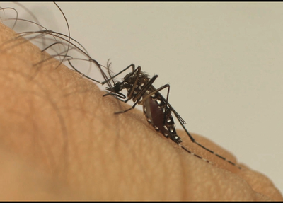 Mosquito transmissor da zika, dengue e chikungunya 