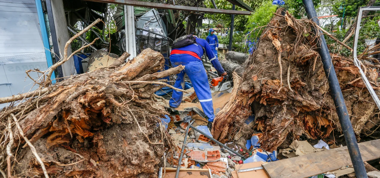 Trabalhador cortando a árvore