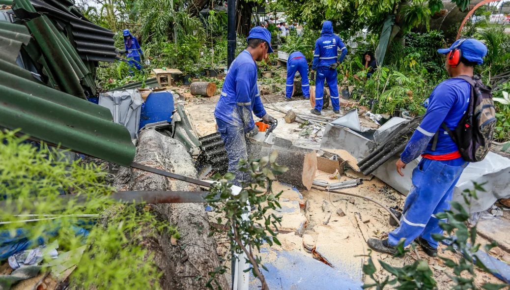 Trabalhadores cortando árvore que caiu em cima da floricultura