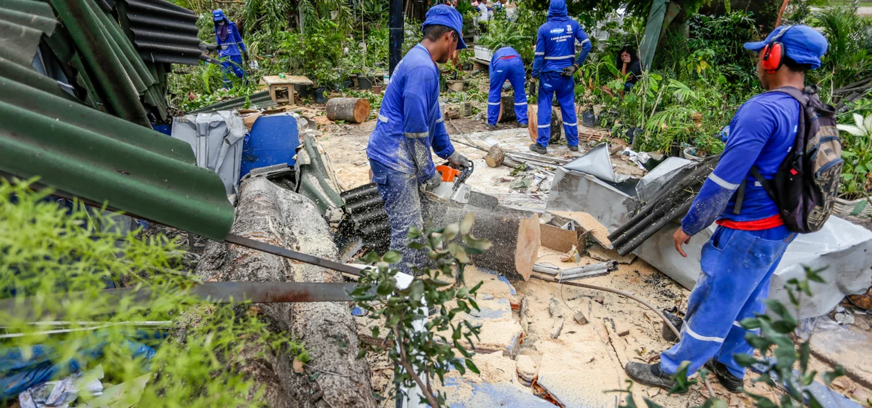 Trabalhadores cortando árvore que caiu em cima da floricultura