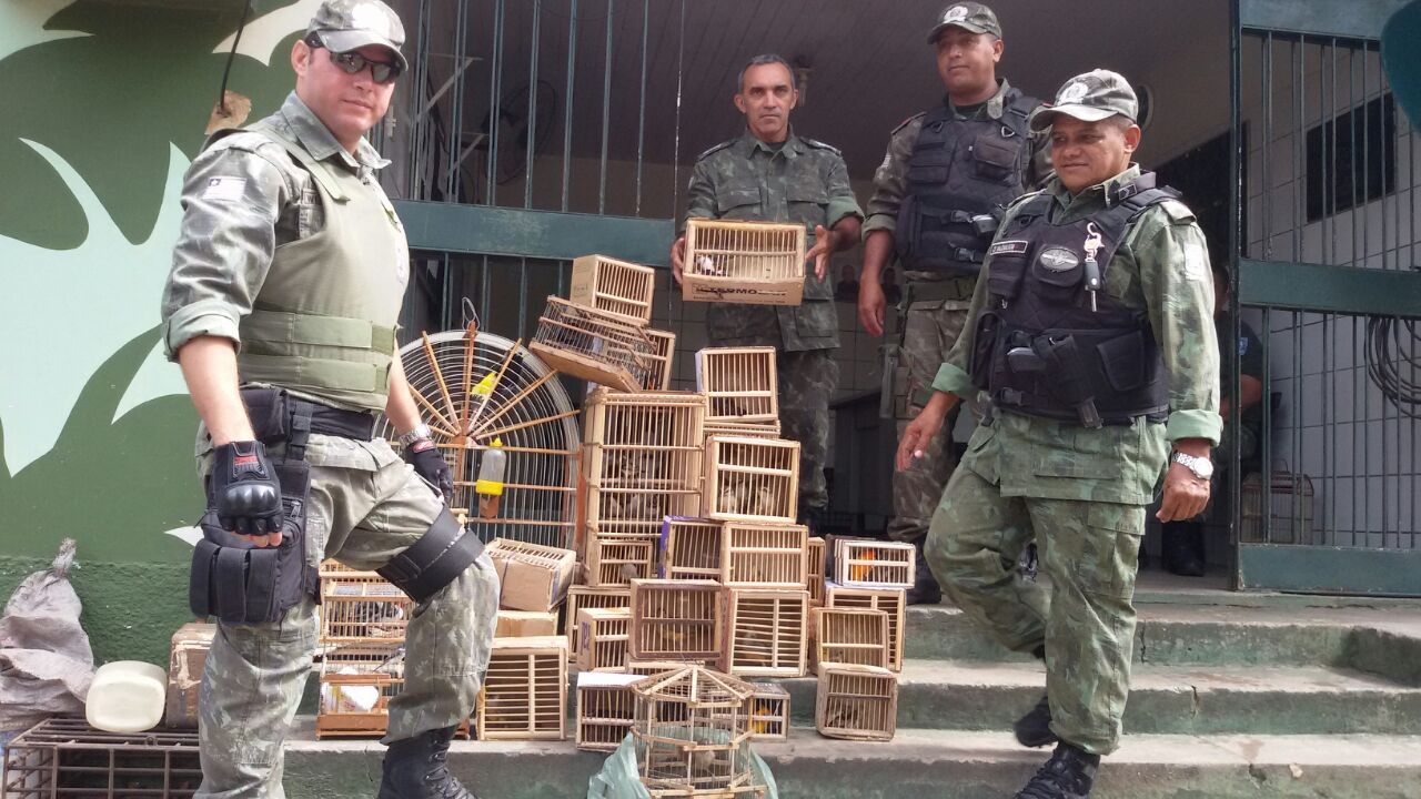 Polícia Ambiental resgata 84 pássaros em Teresina