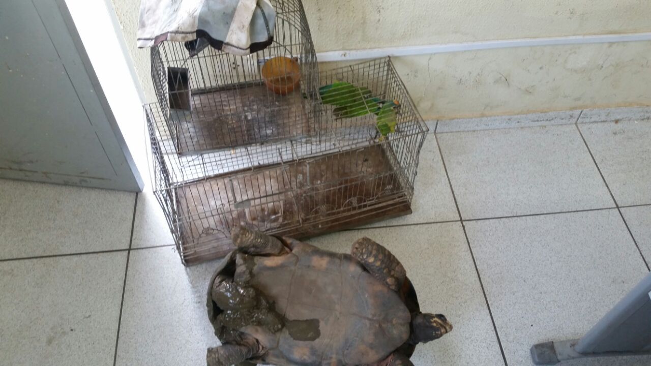 Animais silvestres apreendido