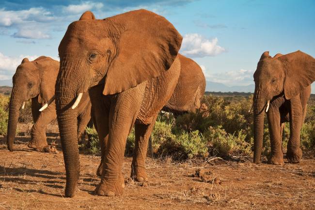 Planeta já perdeu 58% dos animais selvagens