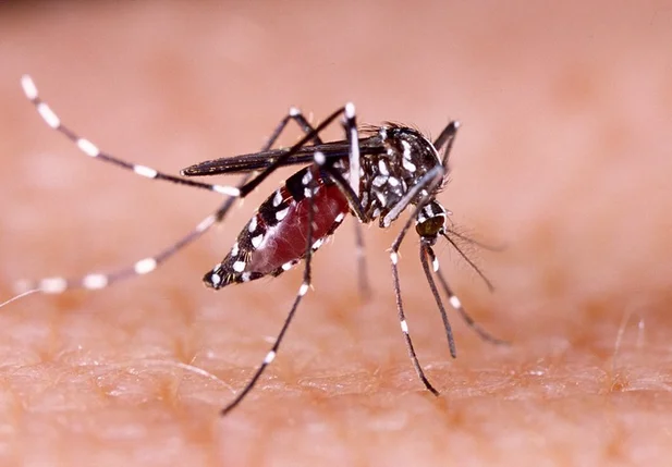Zika vírus