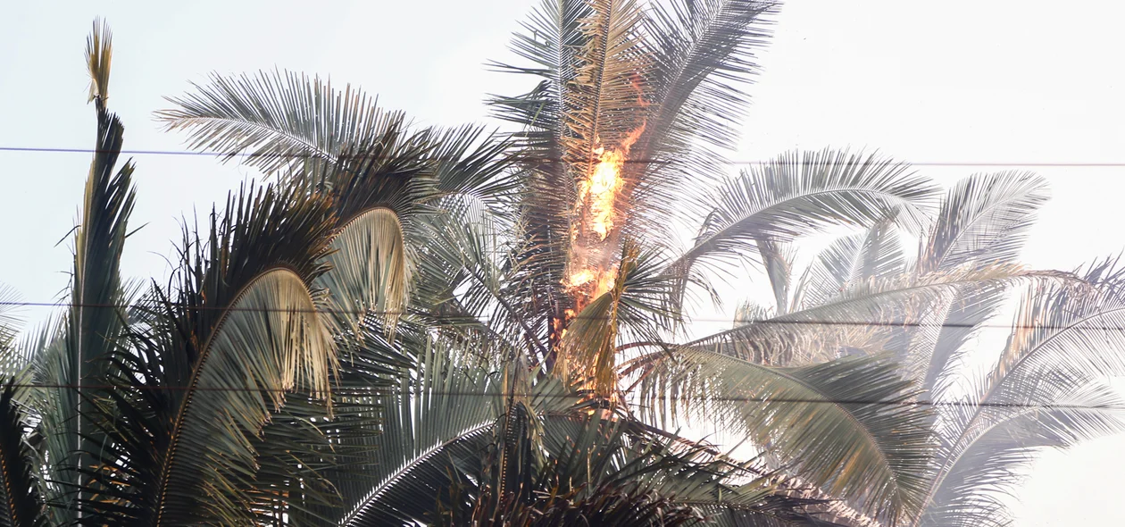 Vegetação pegando fogo 