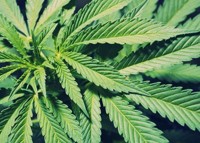 Planta herbácea de clima quente e úmido