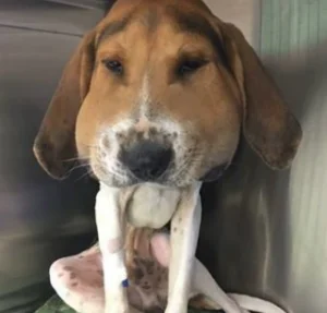 Animal ficou com a cabeça inchada