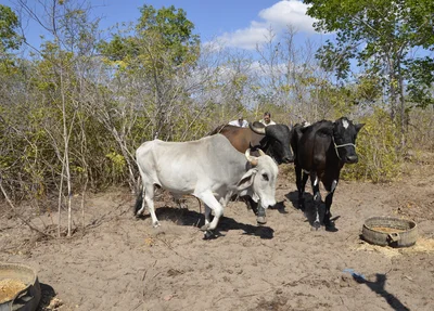 Animais oriundos de crimes