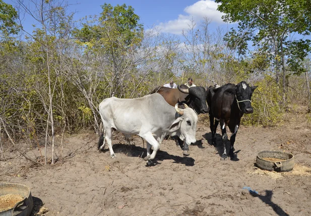 Animais oriundos de crimes