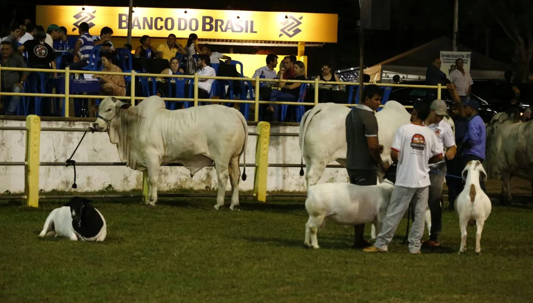 Animais na Expoapi 2016