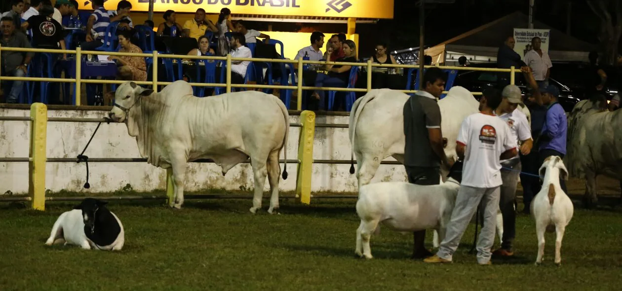 Animais na Expoapi 2016