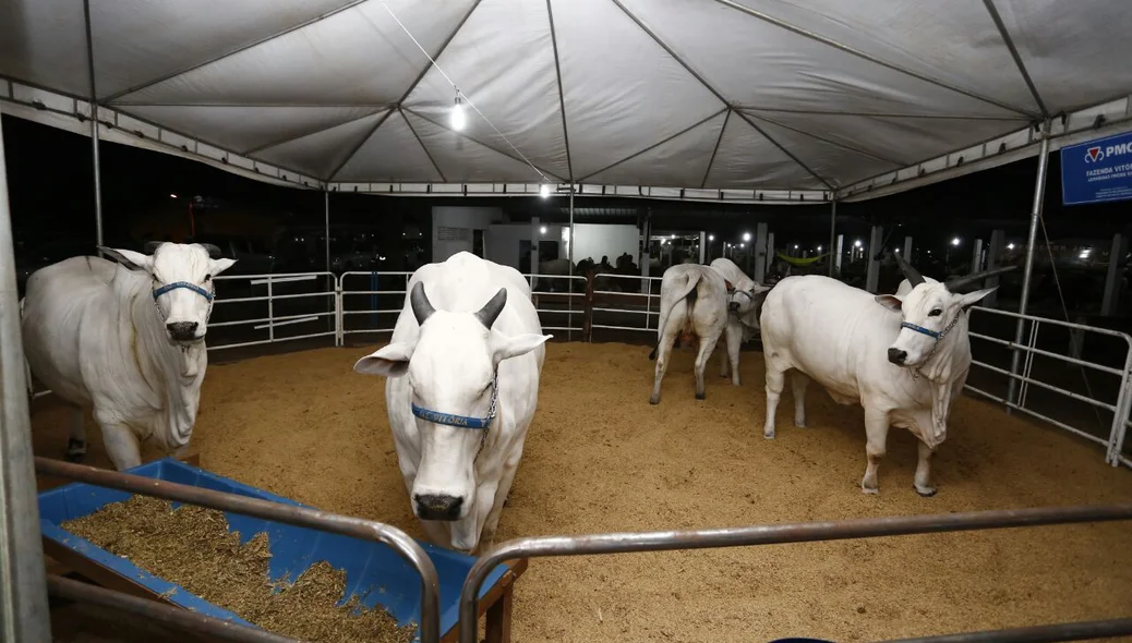 Animais no Parque de Exposições 