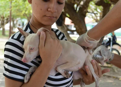 Vacinação de animais em Teresina