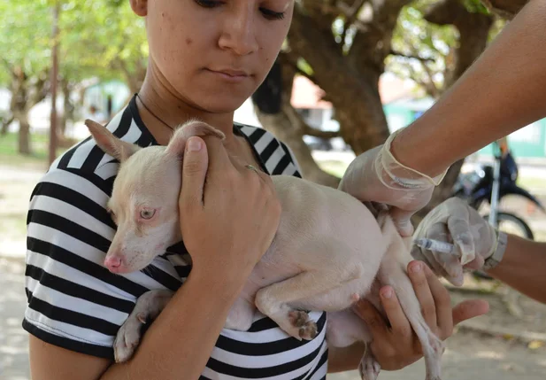 Vacinação de animais em Teresina