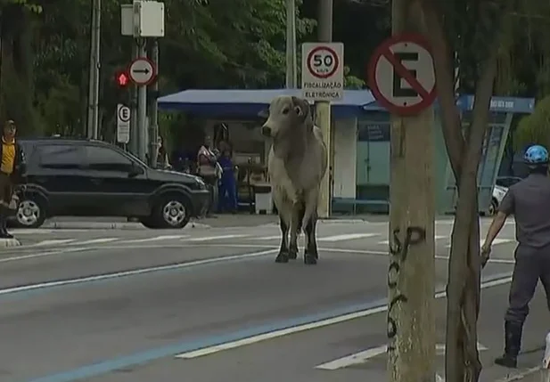 Touro assusta pedestres em São Paulo