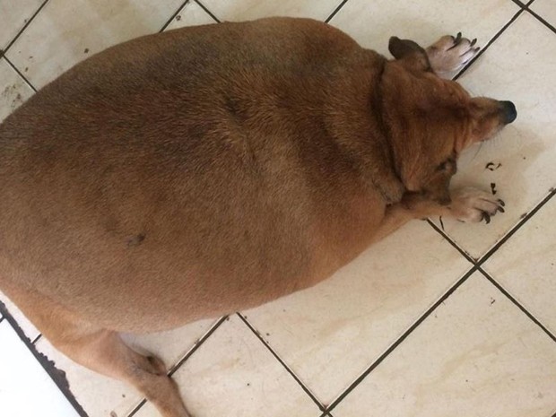 Bolinha