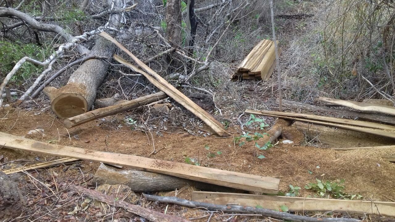 Extração ilegal de madeira.